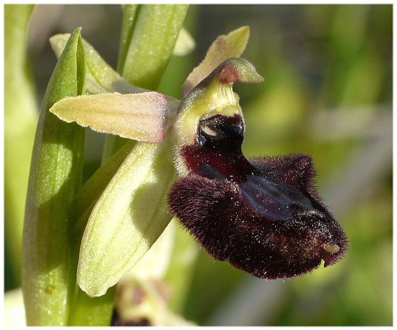 Ibrido Ophrys bertoloniiformis x O. incubacea